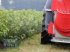 Anbau-Gebläsespritze des Typs DRAGONE TAV 500 DP Gebläsespritze /Sprühgerät für Obst- und Weinbau, Neumaschine in Schmallenberg (Bild 2)