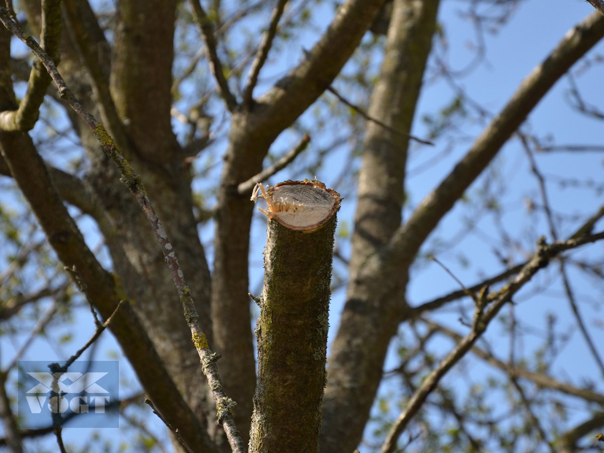 Astschere του τύπου Greentec HX 170 Astschere für Bagger /Radlader /Traktor-***Aktionsangebot***, Neumaschine σε Schmallenberg (Φωτογραφία 4)