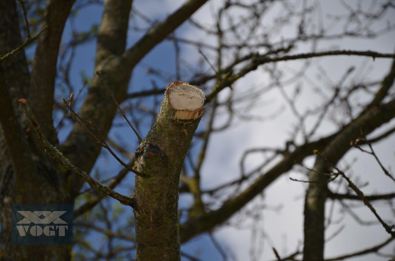 Astschere του τύπου Greentec HX 230 Astschere für Bagger /Radlader /Traktor-Aktionsangebot, Neumaschine σε Schmallenberg (Φωτογραφία 9)