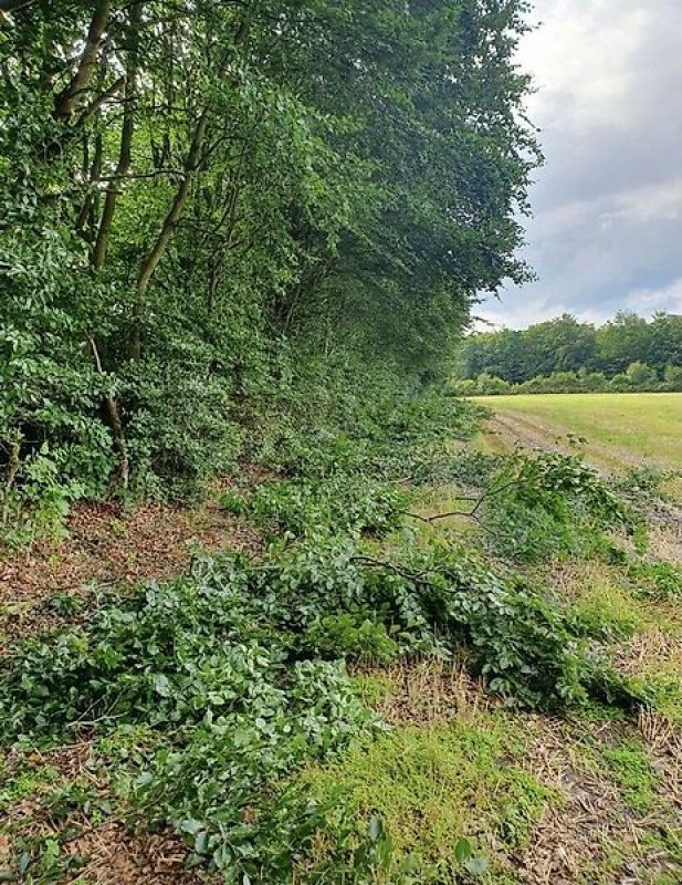 Astschere typu Sonstige Astschere Heckenschere Baumschere Baumsäge, Gebrauchtmaschine v Schmallenberg (Obrázek 5)