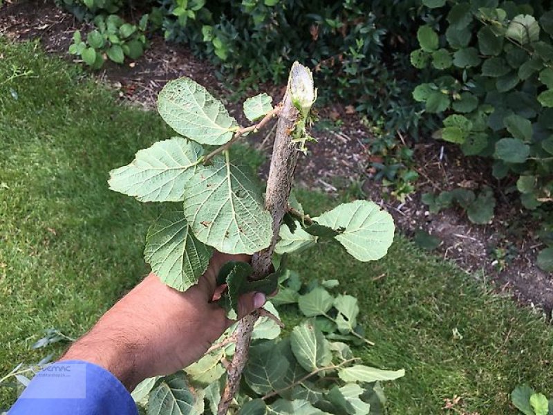 Astschere typu Vemac Heckenschere Boxer HSC160 160cm Astschere Mähbalken Mähwerk NEU, Neumaschine v Sülzetal OT Osterweddingen (Obrázek 7)