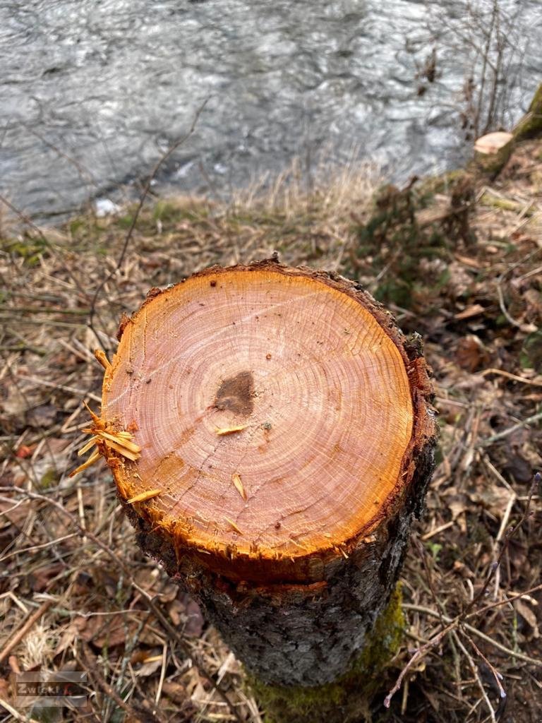 Astschere του τύπου Zwicki Z1-240, Neumaschine σε Pfarrkirchen (Φωτογραφία 3)