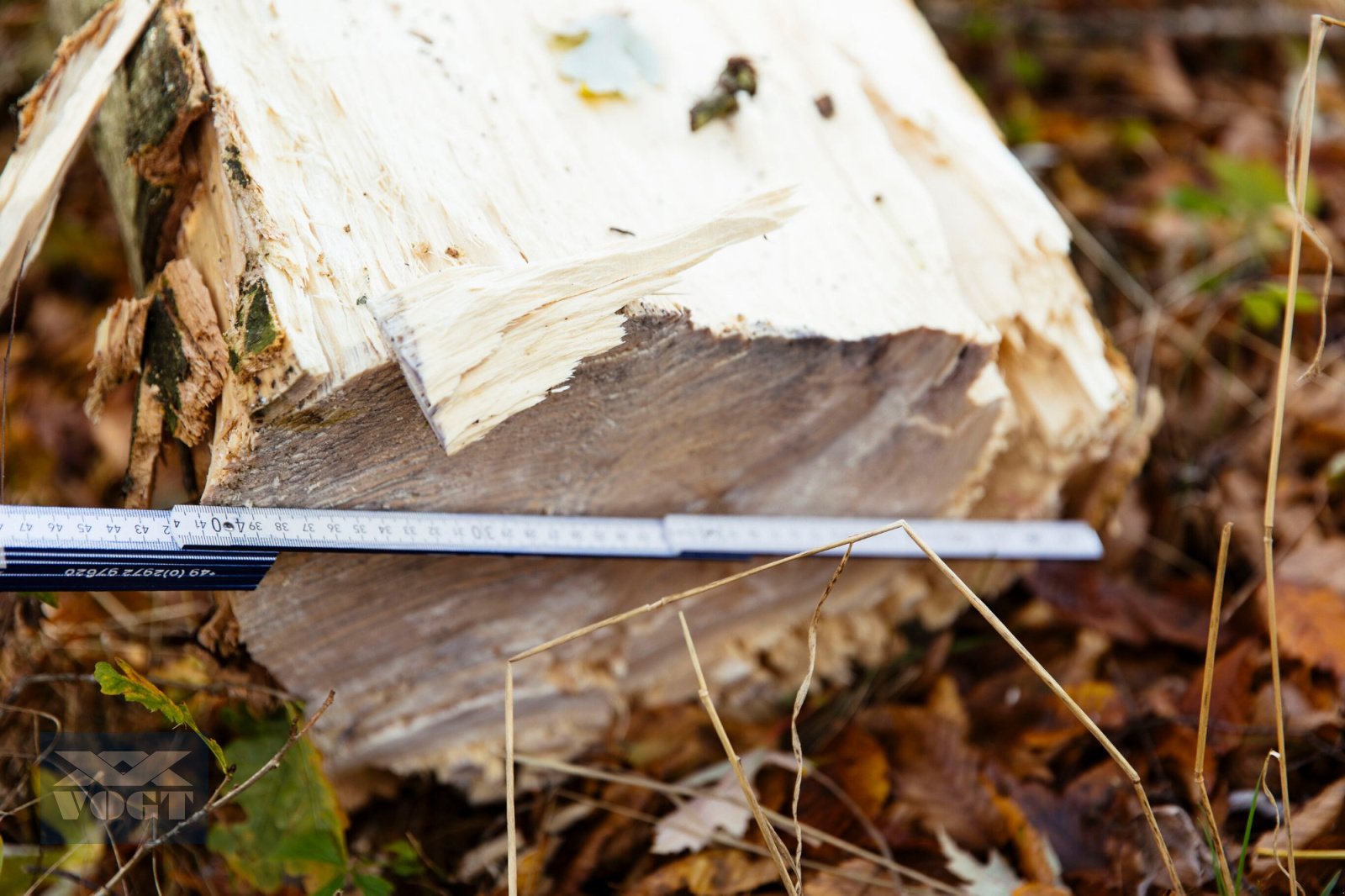 Baumschere des Typs TREE HUGGER TH 4000 S Fällgreifer /Baumschere /Fällkopf für Bagger-Aktionsangebot-, Neumaschine in Schmallenberg (Bild 16)