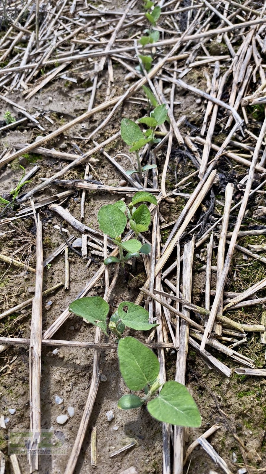 Direktsaatmaschine des Typs Sfoggia Direktsaatmaschine Einzelkornsämaschine, Gebrauchtmaschine in Ebersberg (Bild 8)