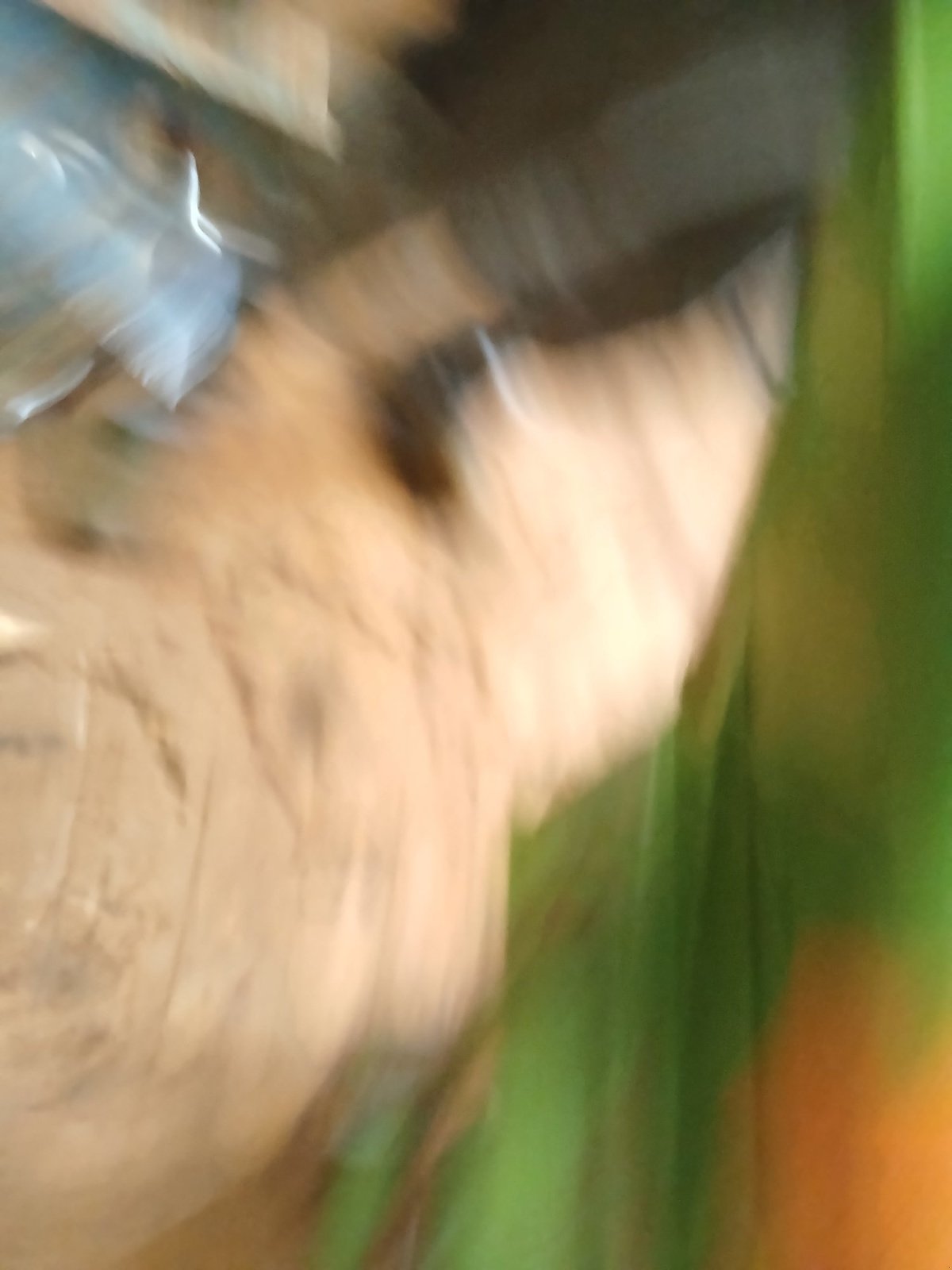 Düngerstreuer a típus Amazone ZA-F 803, Gebrauchtmaschine ekkor: Albstadt-Pfeffingen (Kép 7)