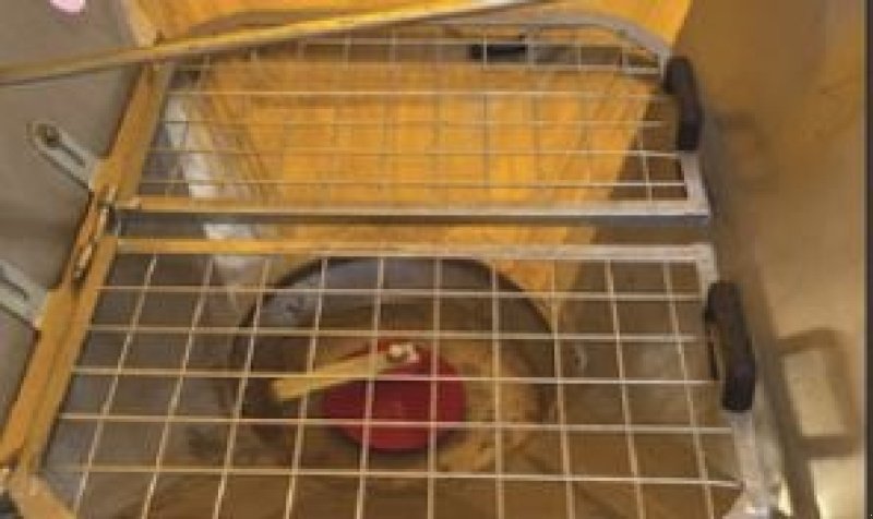 Düngerstreuer del tipo Sonstige Jarmet SP1200, Gebrauchtmaschine In Vrå (Immagine 3)