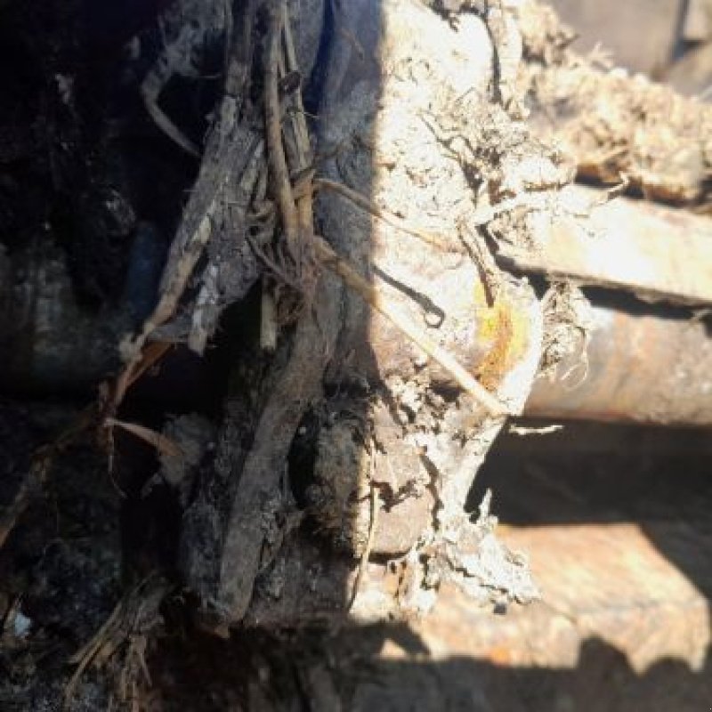 Dungstreuer типа Sonstige CAISSE 6M, Gebrauchtmaschine в RUPT (Фотография 4)