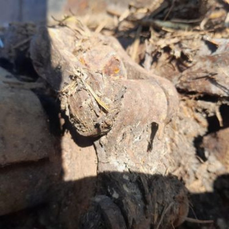 Dungstreuer типа Sonstige CAISSE 6M, Gebrauchtmaschine в RUPT (Фотография 3)