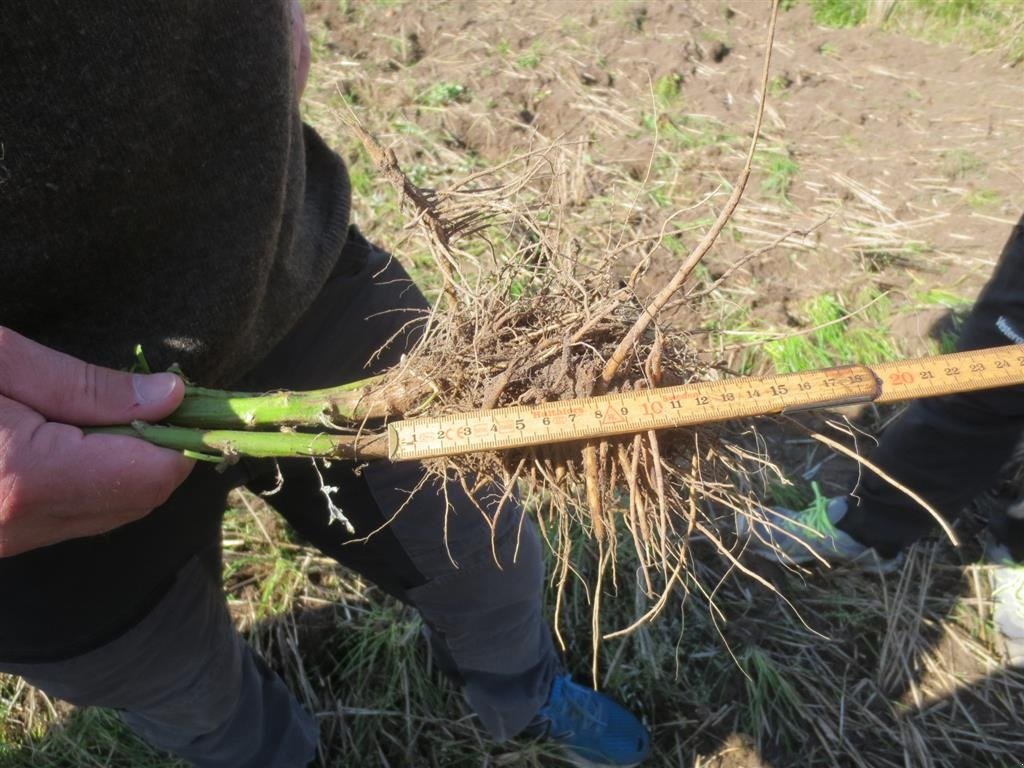 Egge типа Sonstige 4 M 6 DYBTE-HJUL, Gebrauchtmaschine в Nørre Nebel (Фотография 2)