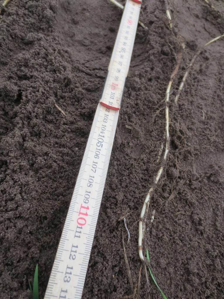 Egge des Typs Sonstige 6M TIL OPTRÆKNING AF RODUKRUDT, Gebrauchtmaschine in Nørre Nebel (Bild 3)