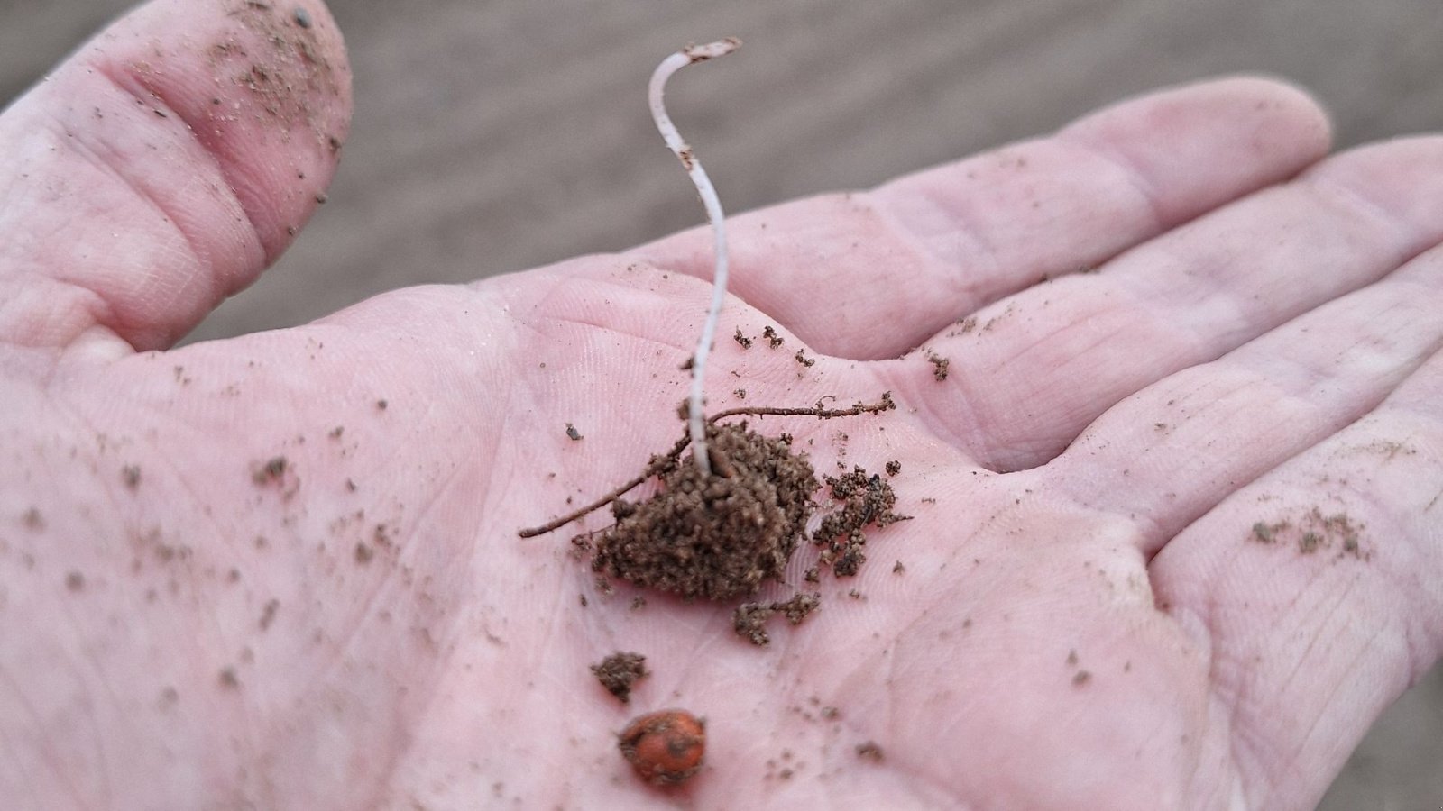Einzelkornsägerät typu Amazone Precea 9000-TCC, Gebrauchtmaschine v Maribo (Obrázek 10)
