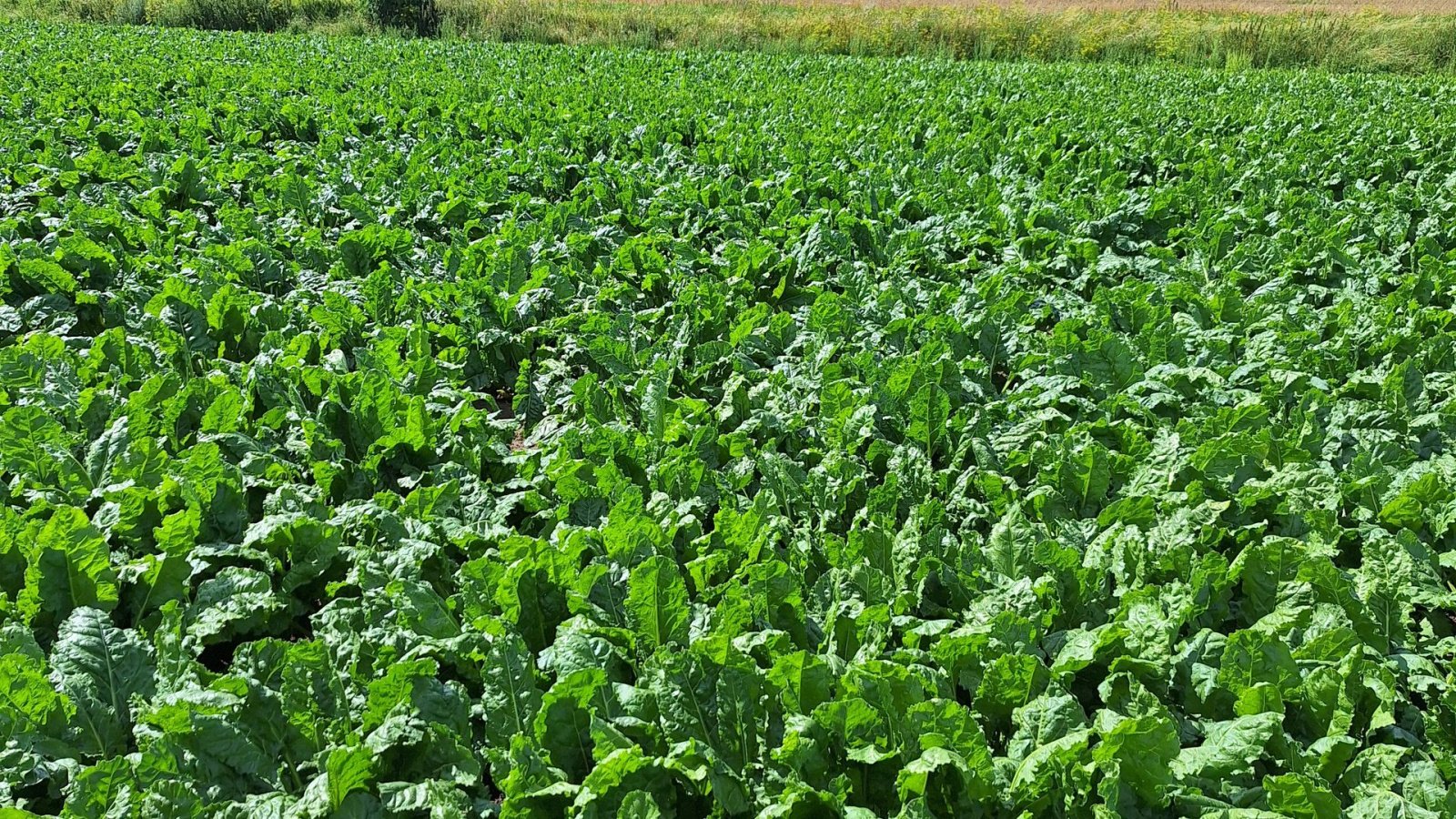 Einzelkornsägerät typu Amazone Precea 9000-TCC, Gebrauchtmaschine v Maribo (Obrázek 13)