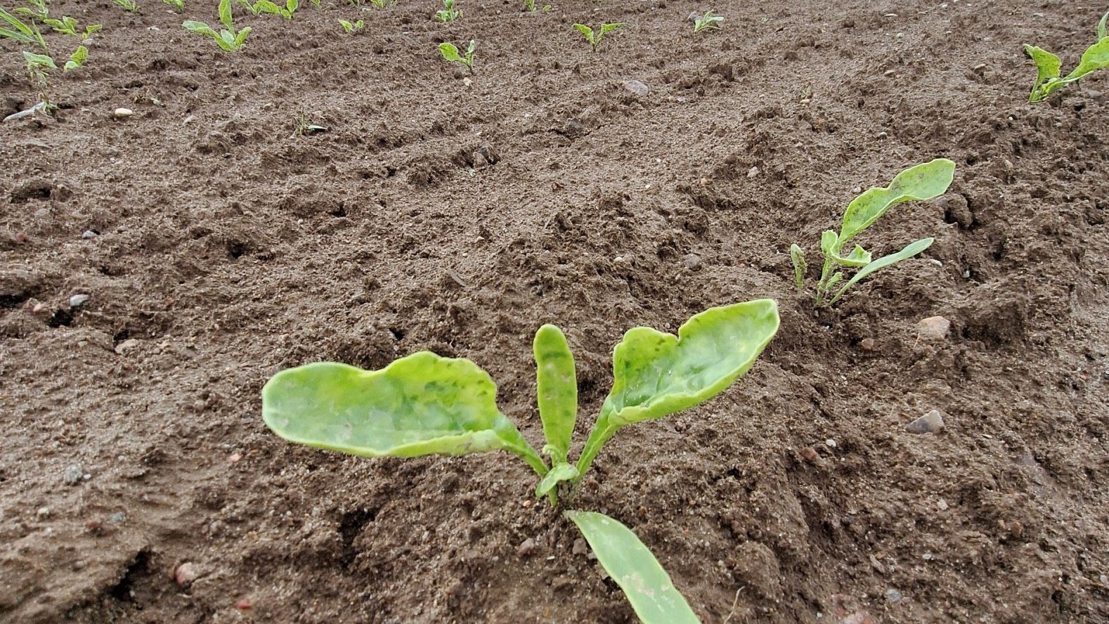 Einzelkornsägerät typu Amazone Precea 9000-TCC, Gebrauchtmaschine v Maribo (Obrázek 12)