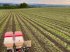 Einzelkornsägerät του τύπου Bärtschi Seedy 4x2er Twin Row, Neumaschine σε Langnau b. Reiden (Φωτογραφία 2)
