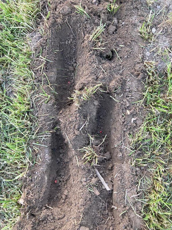 Einzelkornsägerät typu Fobro Seedy 4x2er Twin Row, Neumaschine w Langnau b. Reiden (Zdjęcie 8)