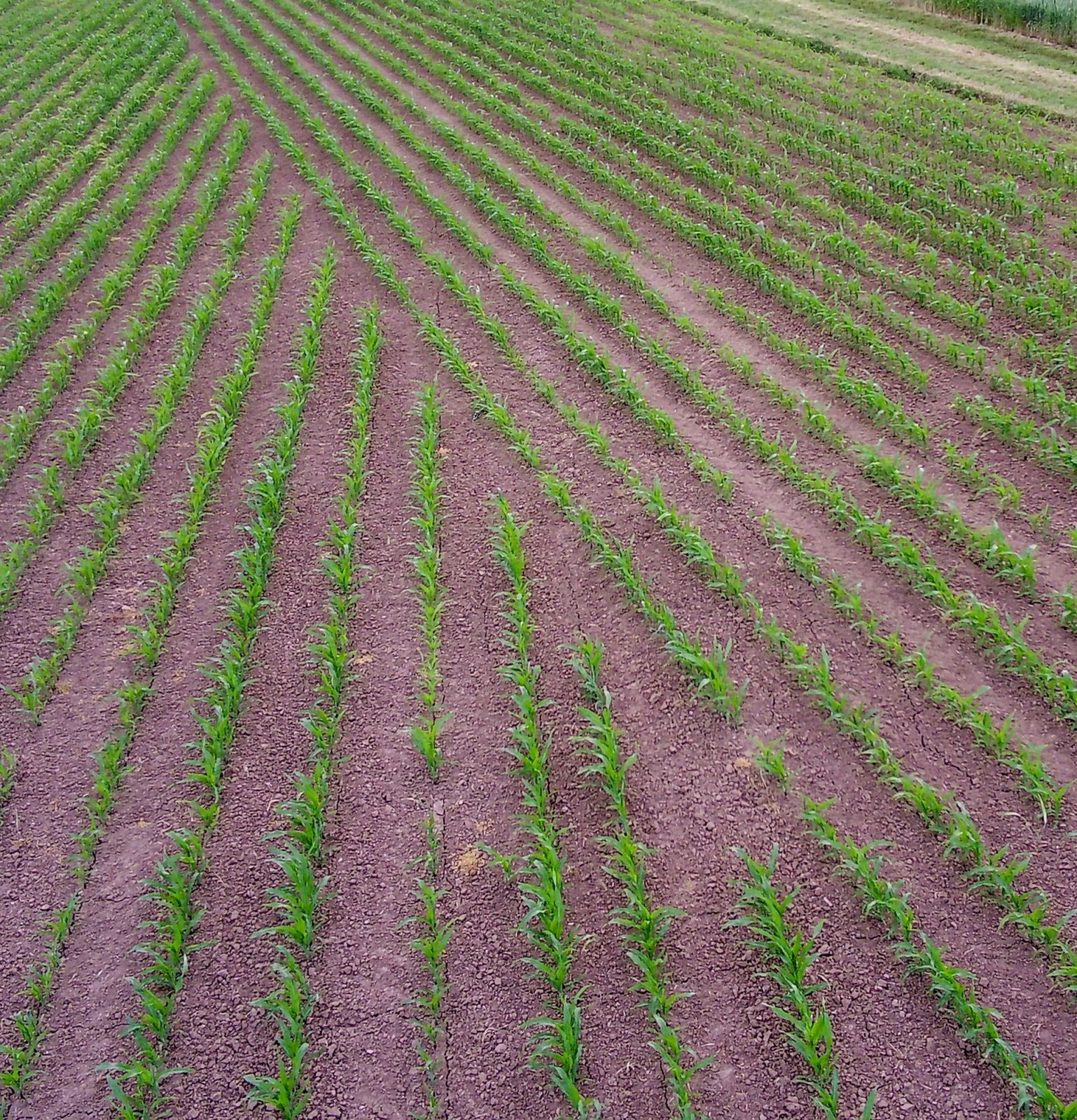 Einzelkornsägerät от тип Kverneland Optima, Gebrauchtmaschine в Dittenheim (Снимка 5)