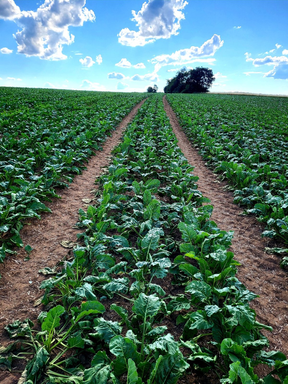 Einzelkornsägerät от тип Kverneland Optima, Gebrauchtmaschine в Dittenheim (Снимка 6)