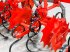 Federzinkengrubber des Typs Maschio HS8 UNUSED folding frame, 8-row inter-row cultivator, Gebrauchtmaschine in Csengele (Bild 24)