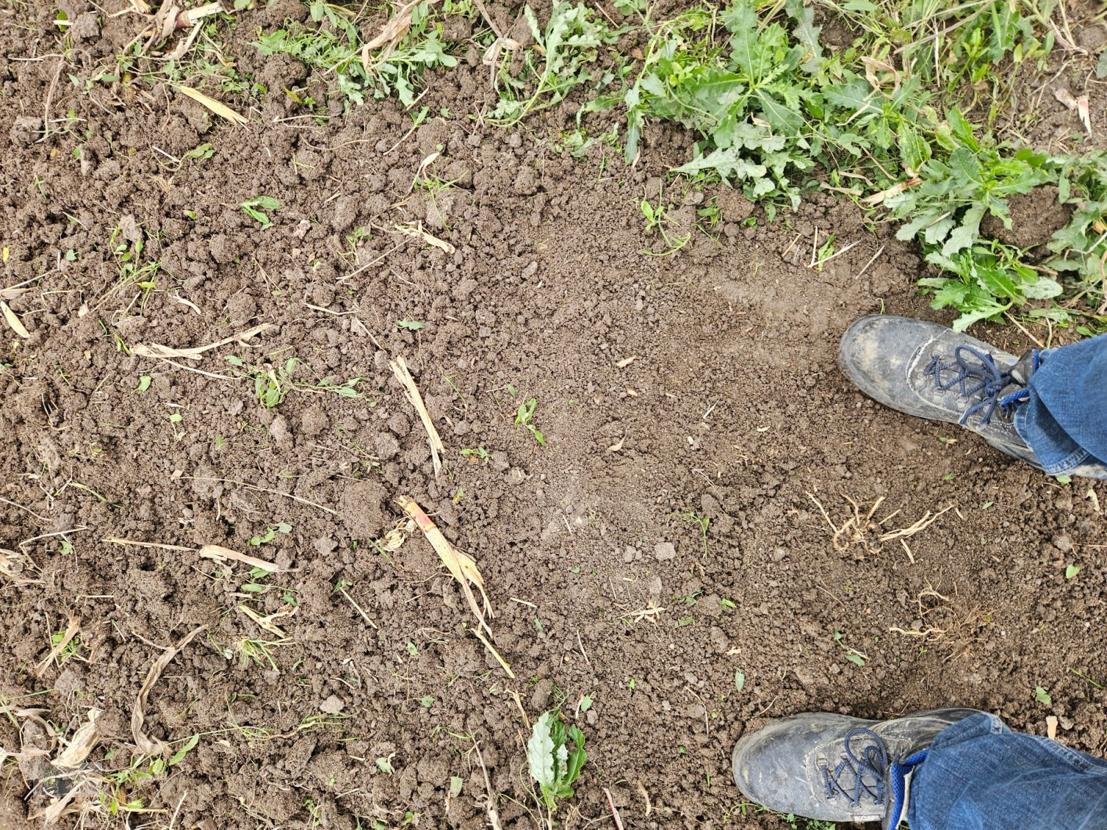 Federzinkengrubber of the type Siptec Vibro B 500-7-2, Gebrauchtmaschine in Donnersdorf (Picture 7)