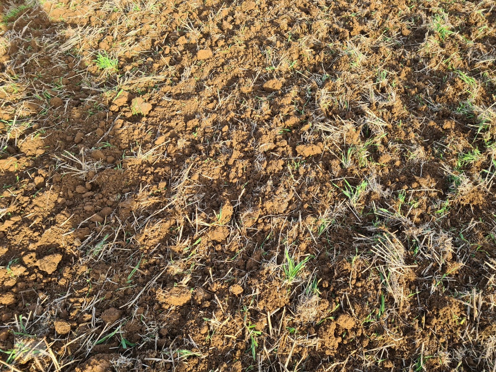 Federzinkengrubber of the type Siptec Vibro B 500-7, Neumaschine in Donnersdorf (Picture 4)