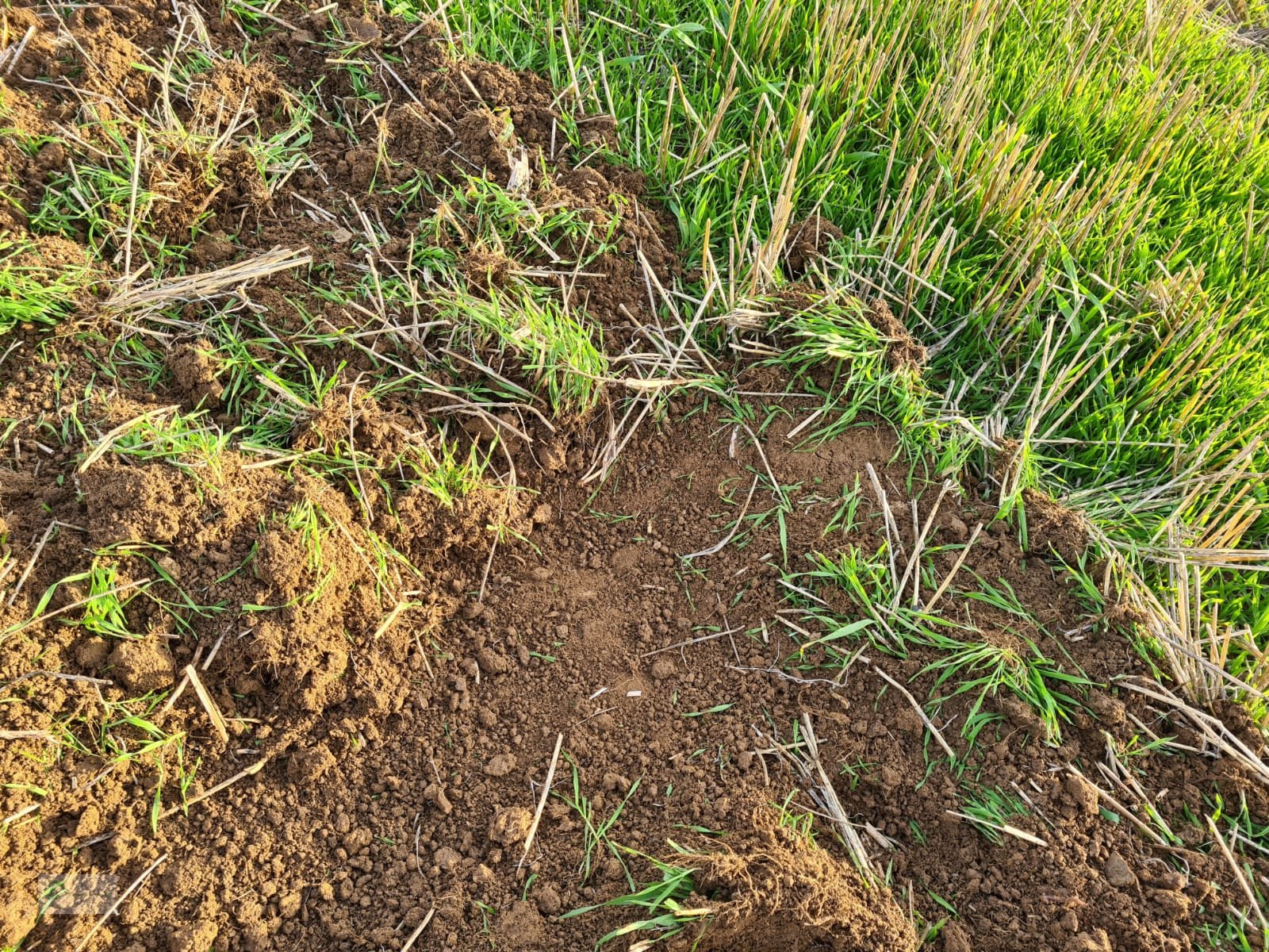 Federzinkengrubber of the type Siptec Vibro B 500-7, Neumaschine in Donnersdorf (Picture 5)
