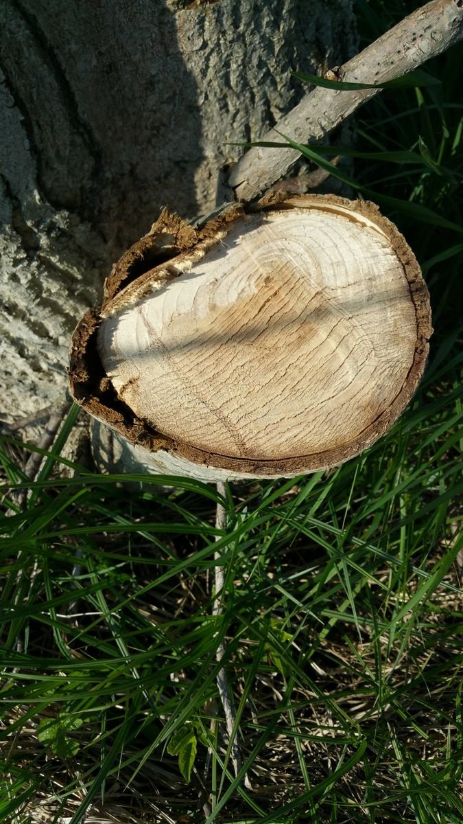 Forstgreifer und Zange του τύπου JAK 31562, Neumaschine σε Berndorf (Φωτογραφία 3)