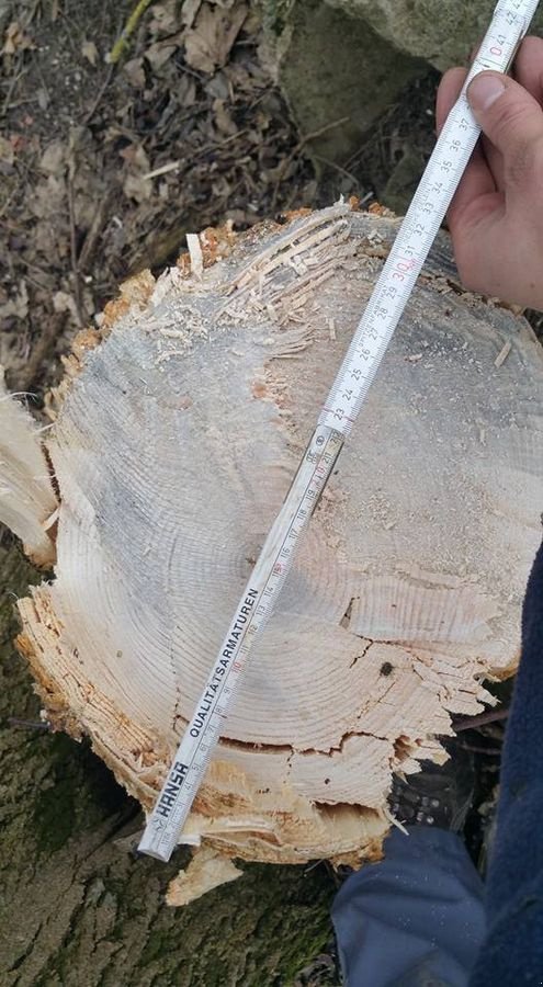 Forstgreifer und Zange του τύπου JAK 31562, Neumaschine σε Berndorf (Φωτογραφία 2)