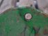 Frontlader of the type John Deere 2450, Gebrauchtmaschine in Hemmet (Picture 9)