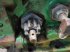 Frontlader of the type John Deere 4240, Gebrauchtmaschine in Hemmet (Picture 16)