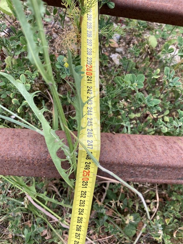 Frontlader des Typs Sonstige Skæreklo / Silocut, Gebrauchtmaschine in Roslev (Bild 12)