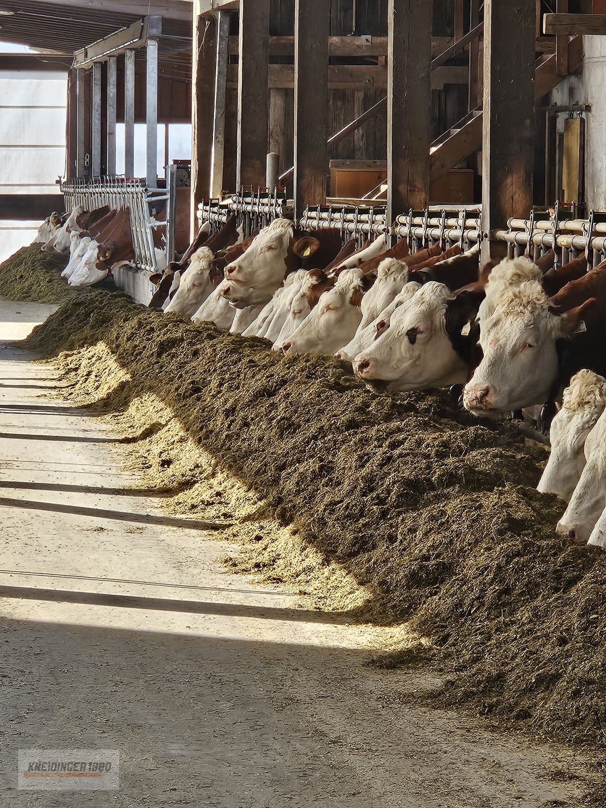 Futtermischwagen del tipo Zago Selbstfahrer Futtermischwagen, Gebrauchtmaschine In Altenfelden (Immagine 23)