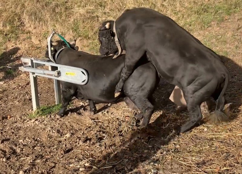 Futterverteilwagen des Typs Sonstige RALAG, Neumaschine in Susten (Bild 1)
