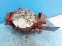 Getriebe & Getriebeteile del tipo Case 9010, Gebrauchtmaschine In Hemmet (Immagine 17)