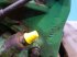 Getriebe & Getriebeteile του τύπου John Deere 1075, Gebrauchtmaschine σε Hemmet (Φωτογραφία 11)