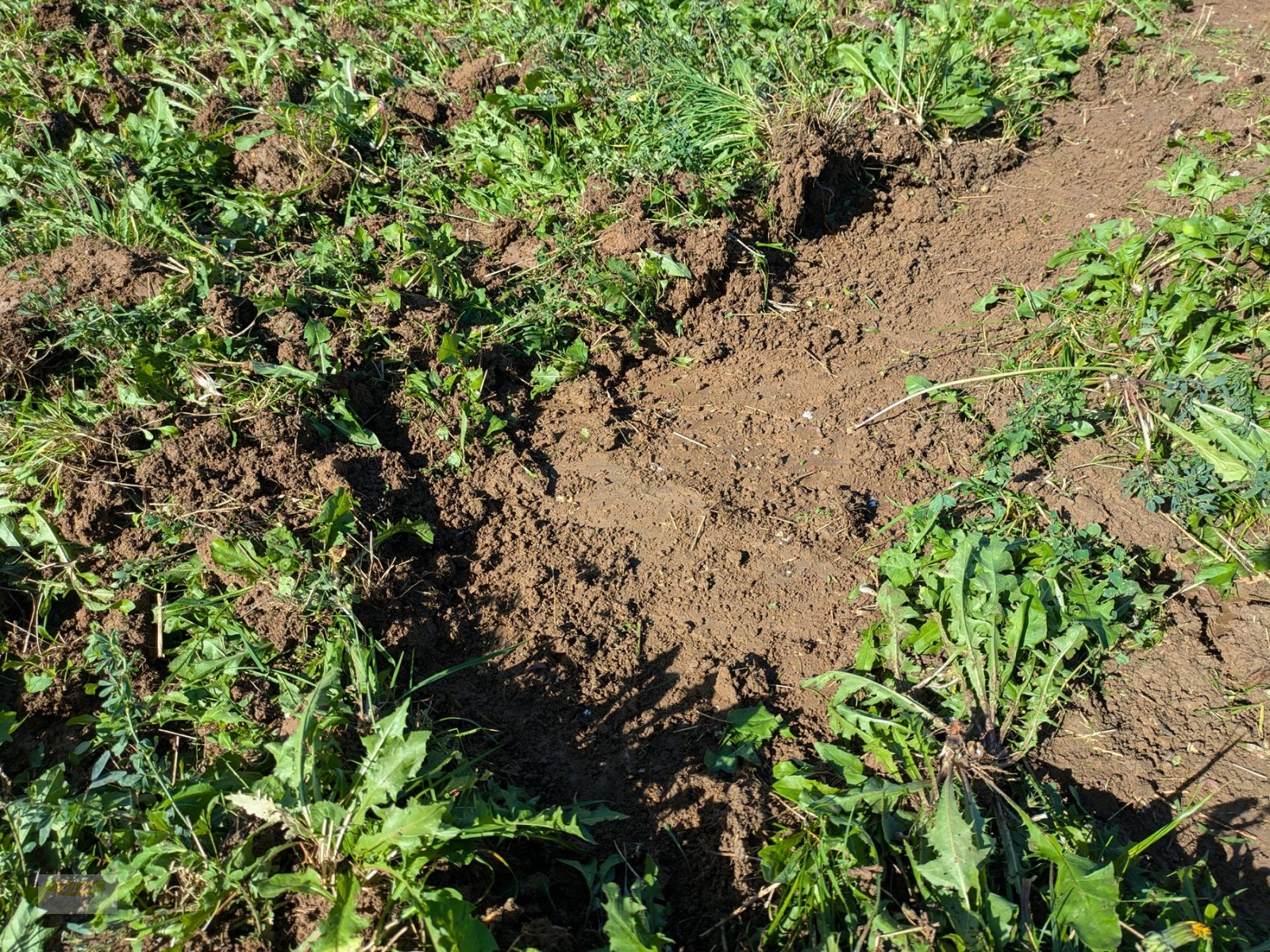 Grubber des Typs 4Disc ActiCut 3,0 für ultraflache Bodenbearbeitung, Neumaschine in Ditzingen (Bild 11)