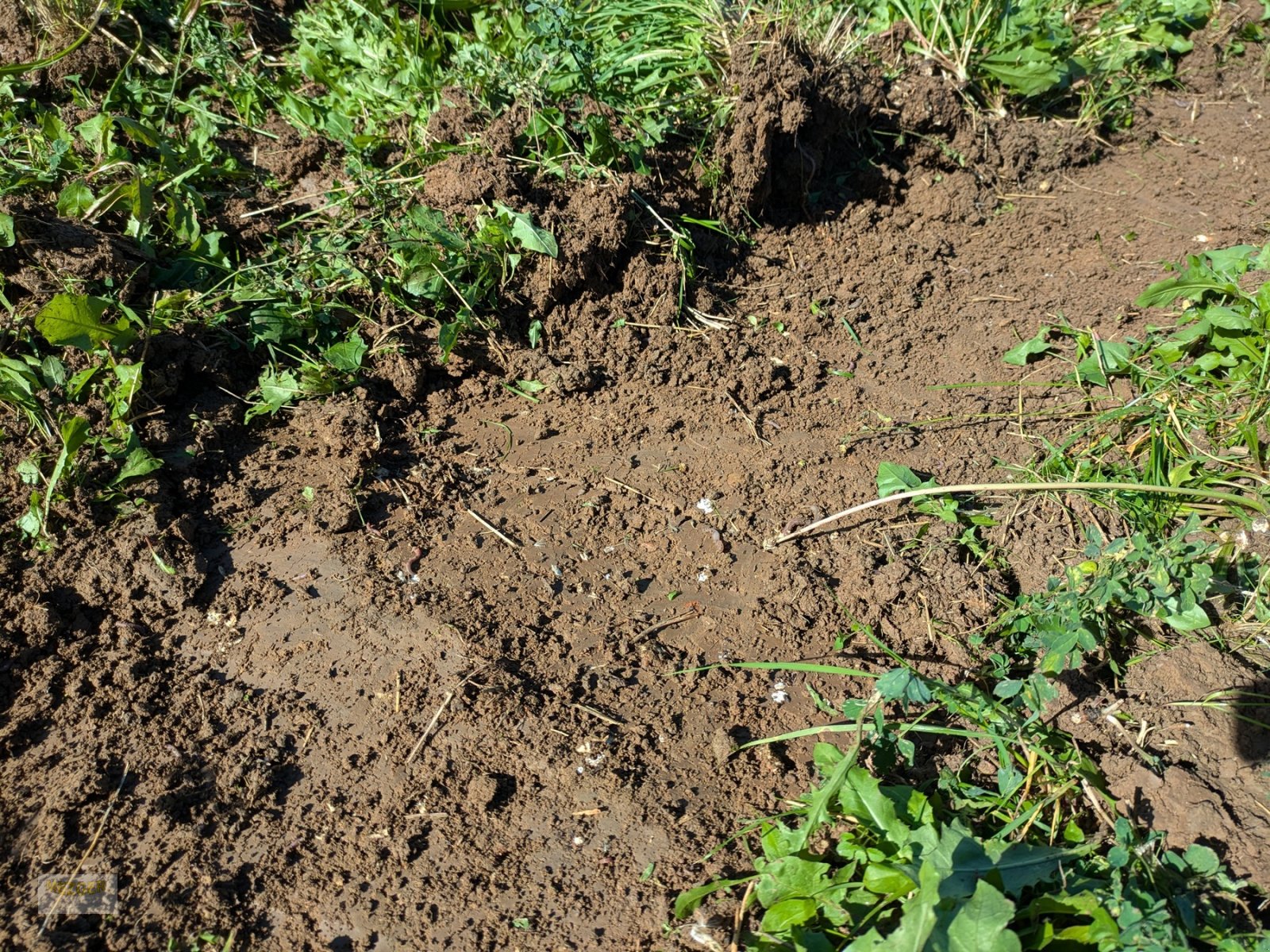 Grubber des Typs 4Disc ActiCut 3,0 für ultraflache Bodenbearbeitung, Neumaschine in Ditzingen (Bild 12)