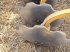 Grubber van het type Agrisem Disco mulch, Gebrauchtmaschine in COGNAC LA FORET (Foto 2)