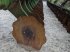 Grubber del tipo Amazone CATROS 7003 2 TX, Gebrauchtmaschine In FRESNAY LE COMTE (Immagine 3)