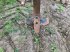 Grubber del tipo Amazone Cenius 3503 super, Gebrauchtmaschine In POUSSAY (Immagine 8)