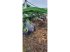 Grubber del tipo Amazone CENIUS 6003-2TX, Gebrauchtmaschine In BRAY en Val (Immagine 4)