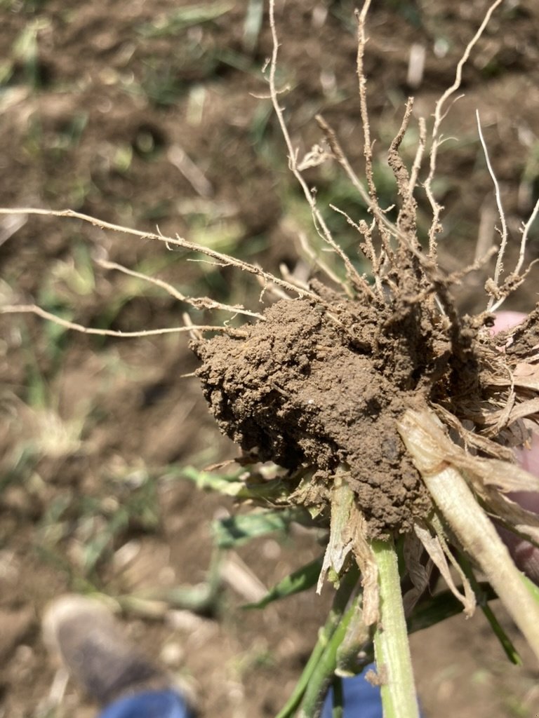 Grubber des Typs Soil and Seed Equipment Kvickfinn Premium 2800, Neumaschine in Fornåsa (Bild 4)