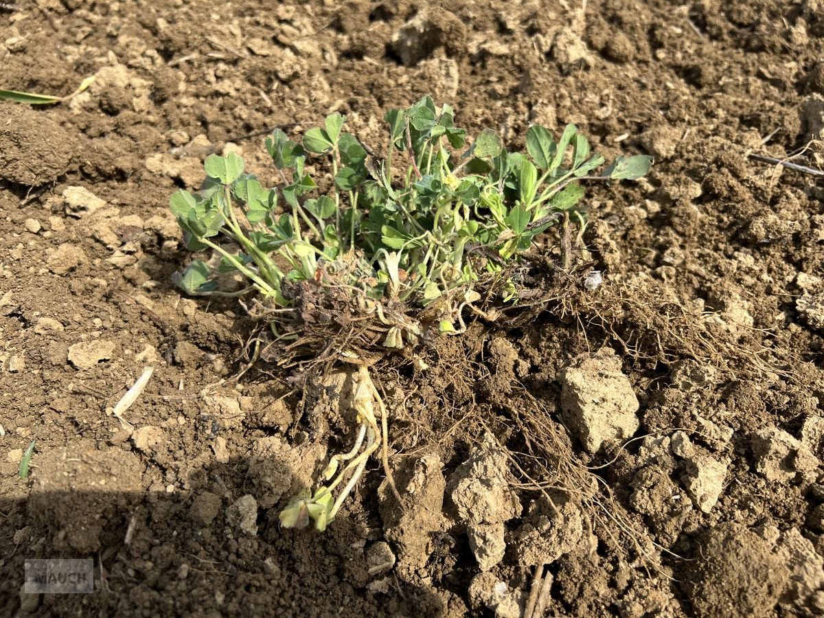 Grubber des Typs Treffler TG615 Präzisions-Grubber (Symbolfotos), Neumaschine in Burgkirchen (Bild 16)