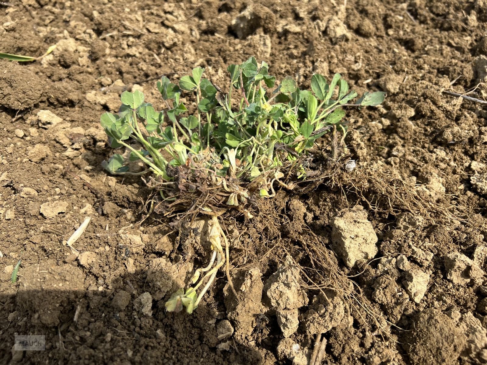 Grubber des Typs Treffler TG615 Präzisions-Grubber, Gebrauchtmaschine in Burgkirchen (Bild 18)