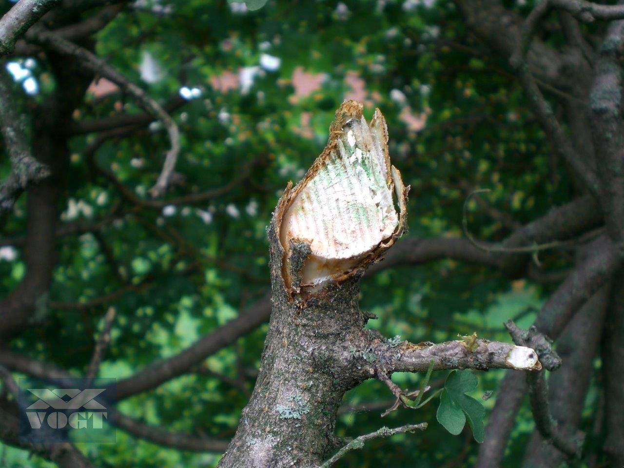 Heckenschere typu Greentec HL212 Heckenschere /Astschere für Ausleger /Bagger /Radlader, Neumaschine v Schmallenberg (Obrázek 11)