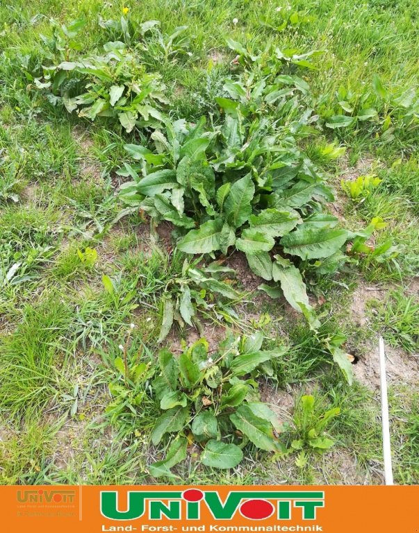 Heißwassergerät of the type Empas Stumpfblättriger Ampfer Bekämpfung Unkraut, Neumaschine in Warmensteinach (Picture 2)