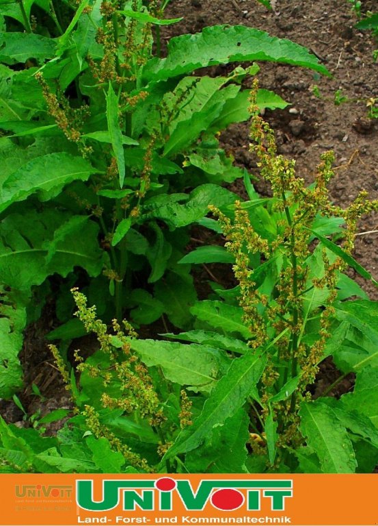 Heißwassergerät of the type Empas Stumpfblättriger Ampfer Bekämpfung Unkraut, Neumaschine in Warmensteinach (Picture 4)