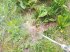 Heißwassergerät tip Empas Stumpfblättriger Ampfer Bekämpfung Unkraut, Neumaschine in Warmensteinach (Poză 5)