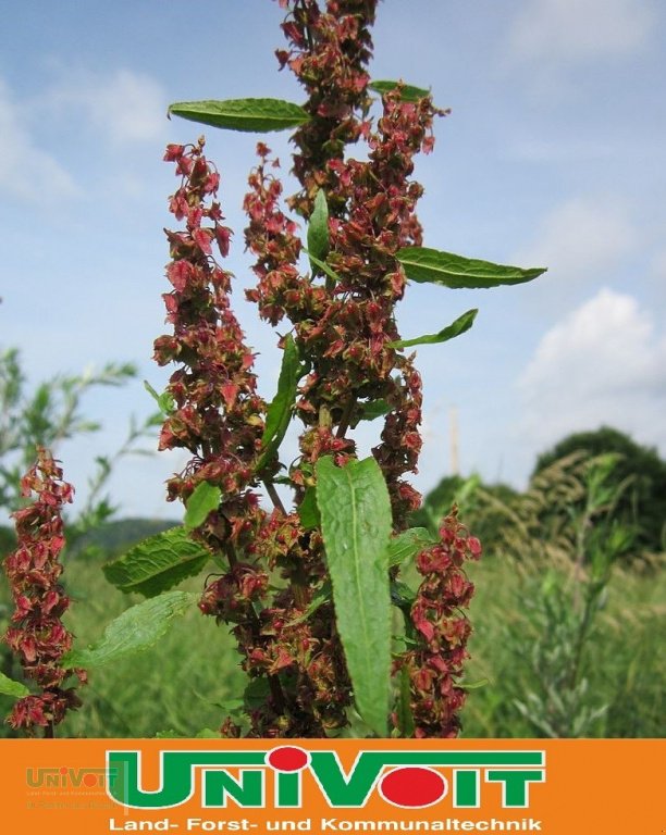 Heißwassergerät of the type Empas Stumpfblättriger Ampfer Bekämpfung Unkraut, Neumaschine in Warmensteinach (Picture 7)