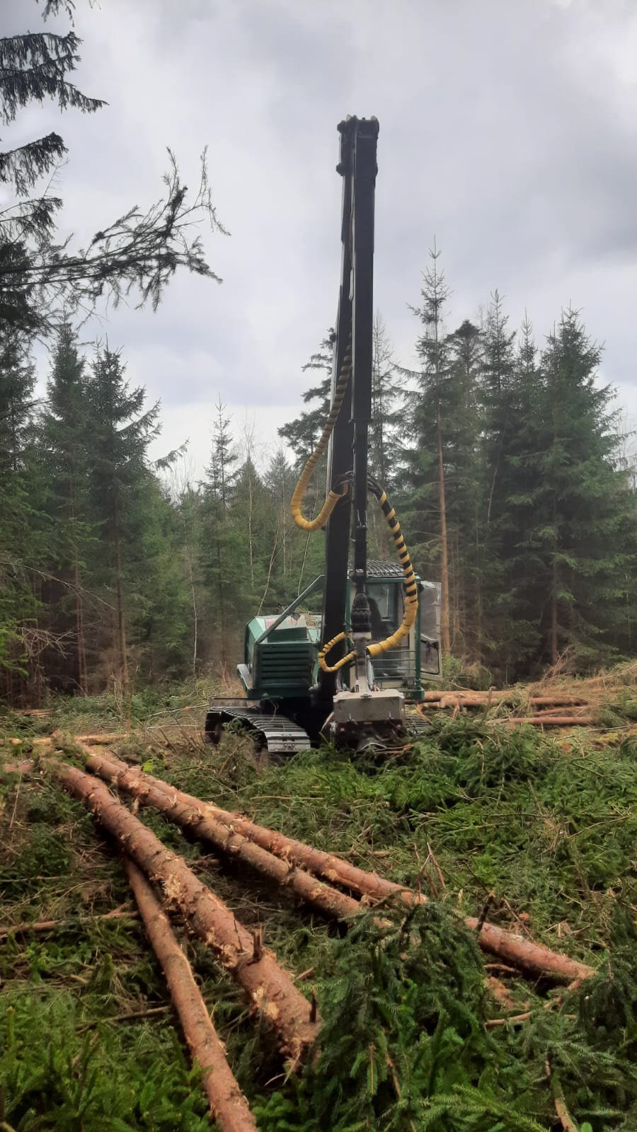 Holzvollernter del tipo Impex Mini-Königstiger, Gebrauchtmaschine In Bogen                          (Immagine 1)