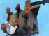Hydraulik typu CLAAS Axion 840, Gebrauchtmaschine v Hemmet (Obrázek 7)